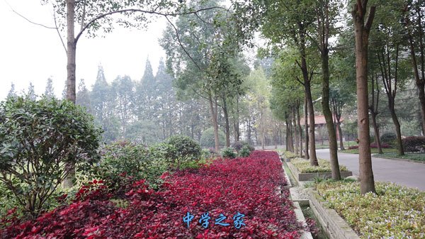 林荫道