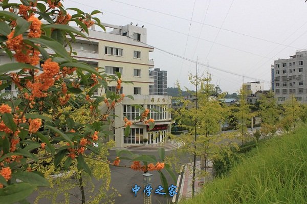 桂花